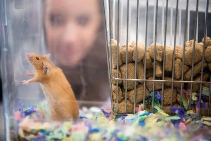 学生看着放在玻璃容器里的老鼠.