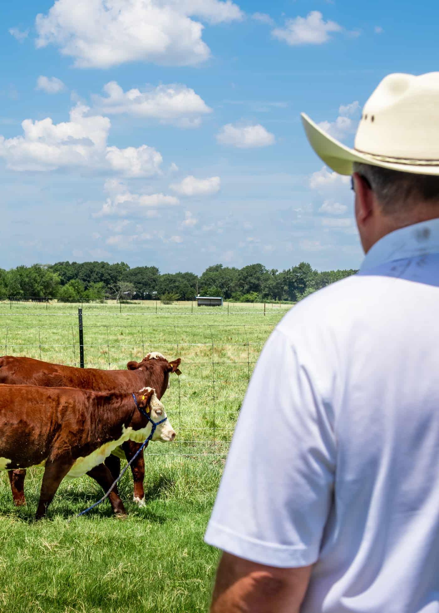 一个农民俯视着两头奶牛.